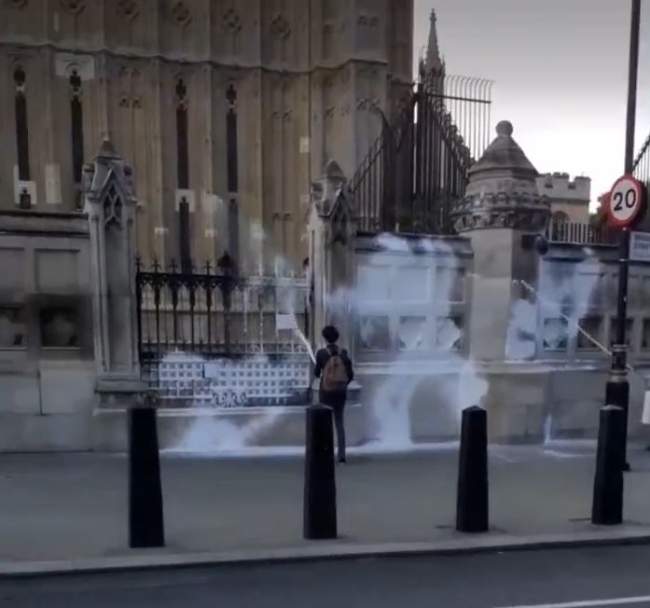 Fotoğraf: Twitter/ @rebelsanimal